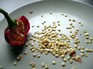 seed_saving_peppers