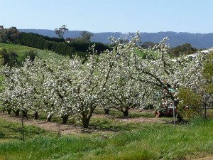 Apted’s Orchards