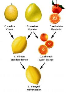 citrus taxonomy