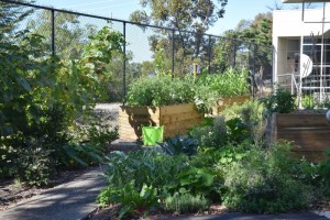 Watsonia Library Community Garden