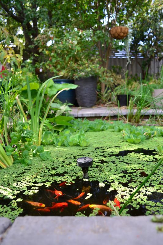 Garden pond - Aquatic plants 