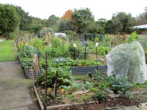 Croydon Community Garden
