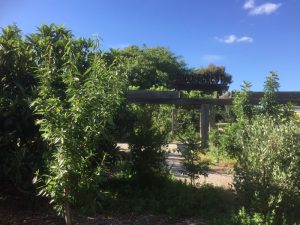 West Brunswick Community Garden and Food Forest