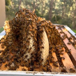 Amy’s Beekeeping