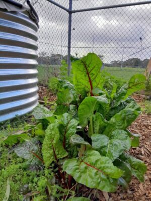 Mernda Seed, Sow & Grow Community Garden Group