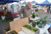 Peter Dougherty sold compost/biochar plus rhubarb and lettuce seedlings.